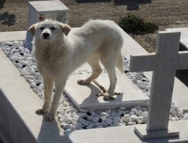 Άρτα: Σκυλίτσα αρνείται να φύγει από τον τάφο του αφεντικού της